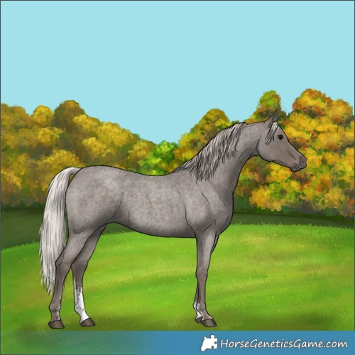 Horse Color:Silver Blue Roan Sabino