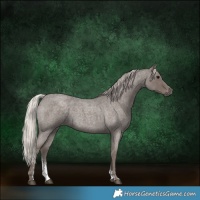 Horse Color:Silver Blue Roan Sabino 