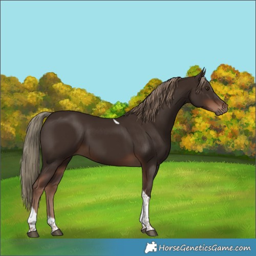Horse Color:Liver Chestnut Tobiano