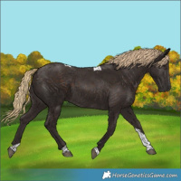 Horse Color:Liver Chestnut Tobiano 