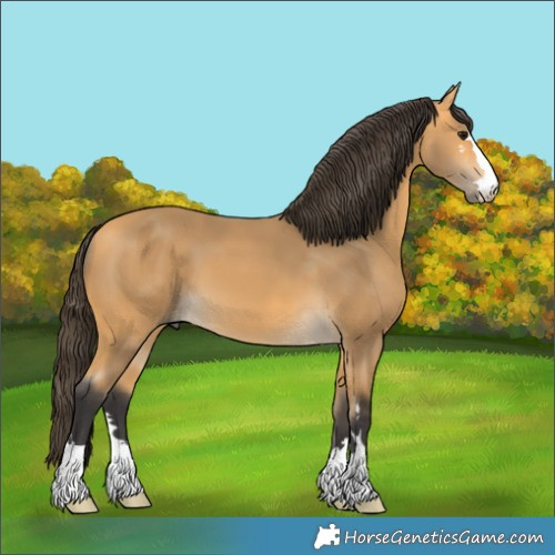 Horse Color:Buckskin