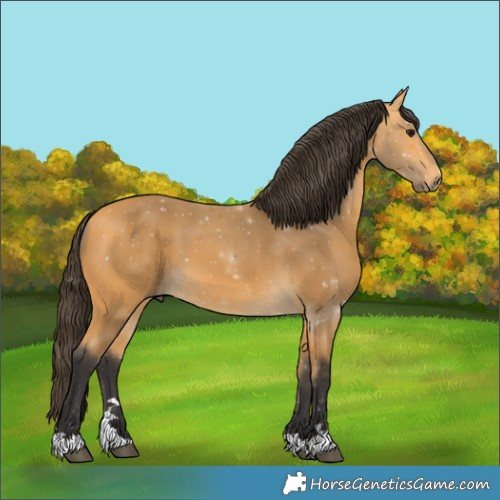 Horse Color:Buckskin 