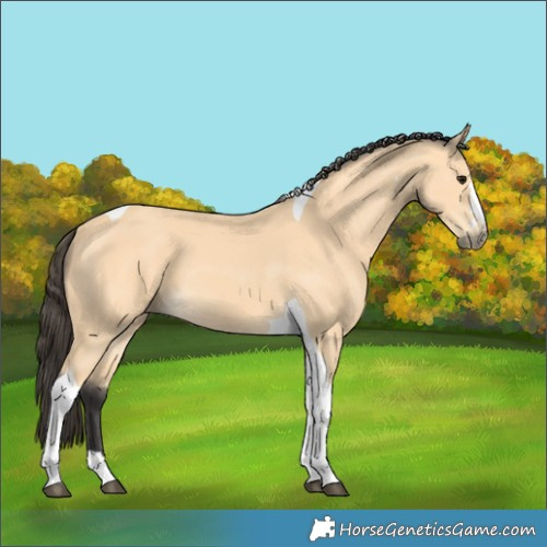 Horse Color:Buckskin Tobiano 