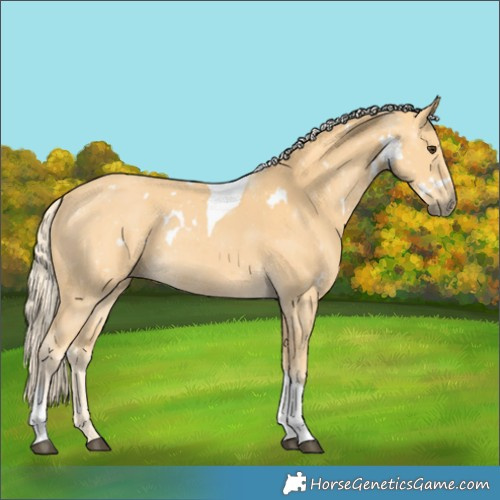Horse Color:White Spotted Palomino Tobiano 