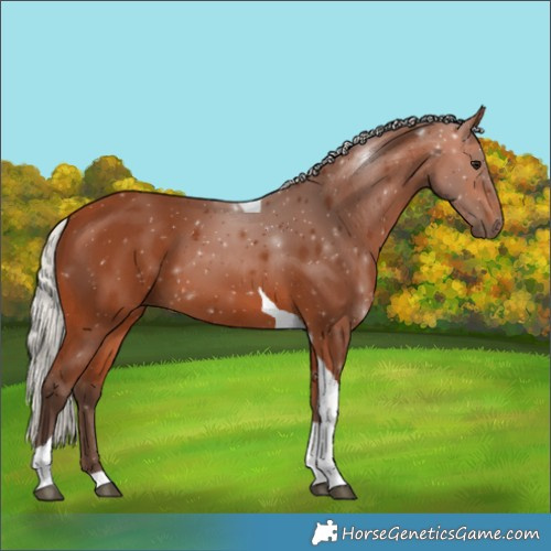 Horse Color:Silver Bay Tobiano 