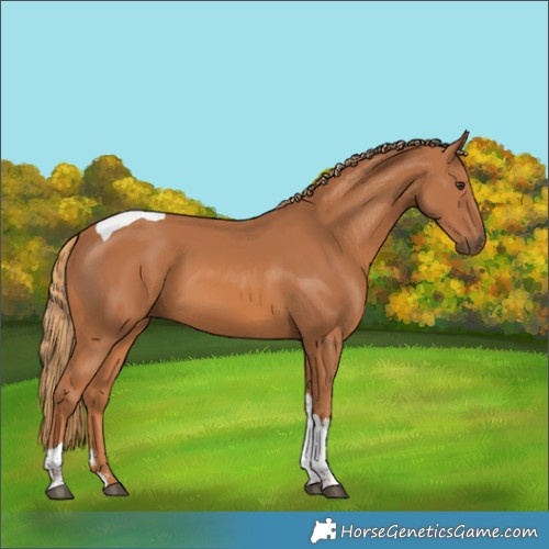 Horse Color:Chestnut Tobiano 