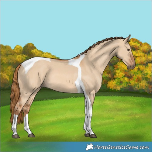 Horse Color:Red Dun Tobiano 