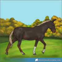 Horse Color:Liver Chestnut Tobiano 