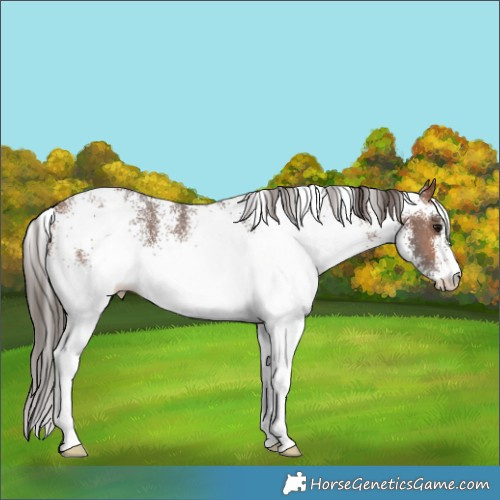 Horse Color:White Spotted Bay Appaloosa 