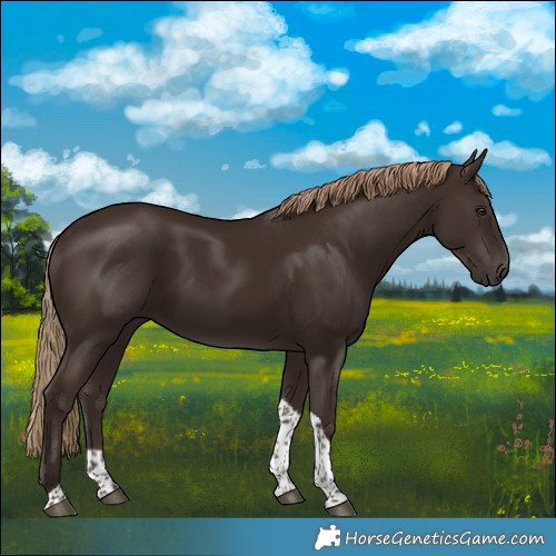 Horse Color:Liver Chestnut Tobiano 