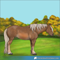 Horse Color:Chocolate Palomino 