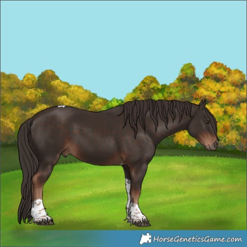 Horse Color:Liver Chestnut Tobiano 