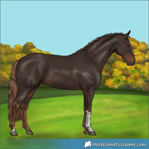 Horse Color:Liver Chestnut Tobiano 