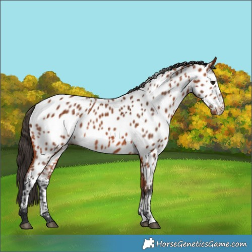 Horse Color:Bay Appaloosa 