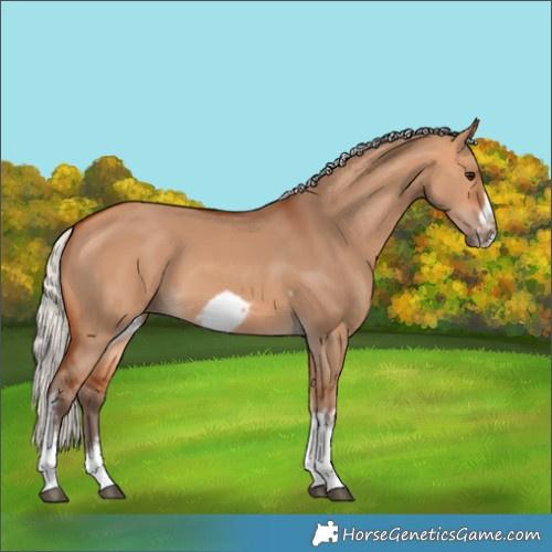 Horse Color:Silver Bay Dun Sabino Tobiano Frame Rabicano 