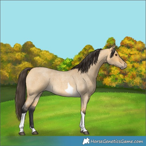 Horse Color:Buckskin Roan Dun Tobiano