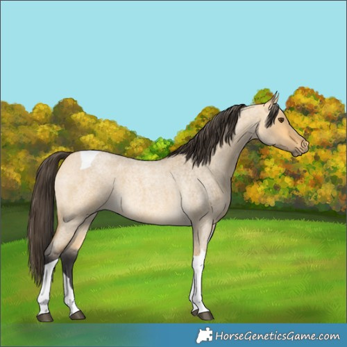 Horse Color:Buckskin Roan Dun Tobiano 