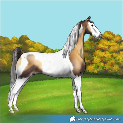 Horse Color:Gray Liver Red Onyx Splash Tobiano 