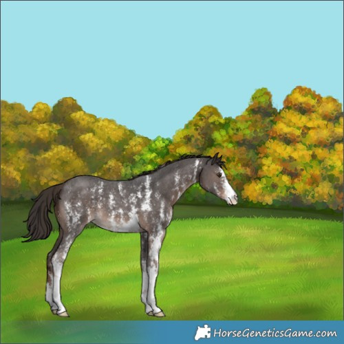 Horse Color:Liver Chestnut Sabino 