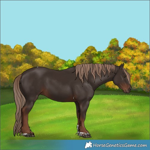 Horse Color:Liver Chestnut Tobiano 