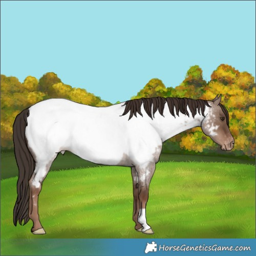 Horse Color:Liver Red Dun Roan Appaloosa