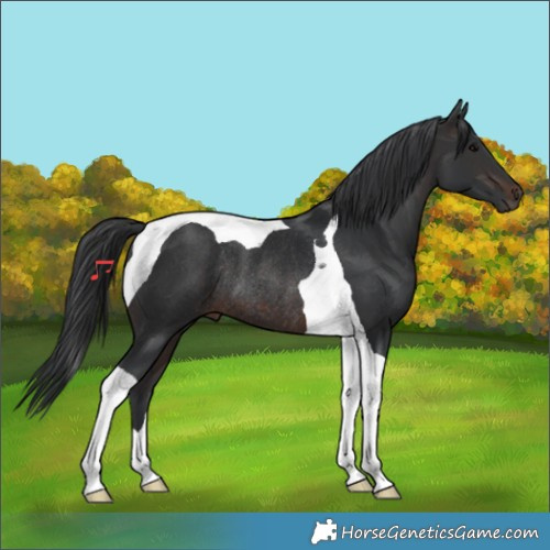 Horse Color:Brown Tobiano Rabicano