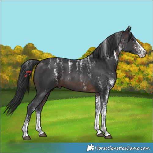 Horse Color:Powder White White Spotted Brown