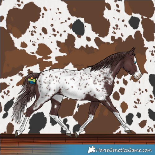 Horse Color:Chocolate Black Splash Frame Near Leopard 
