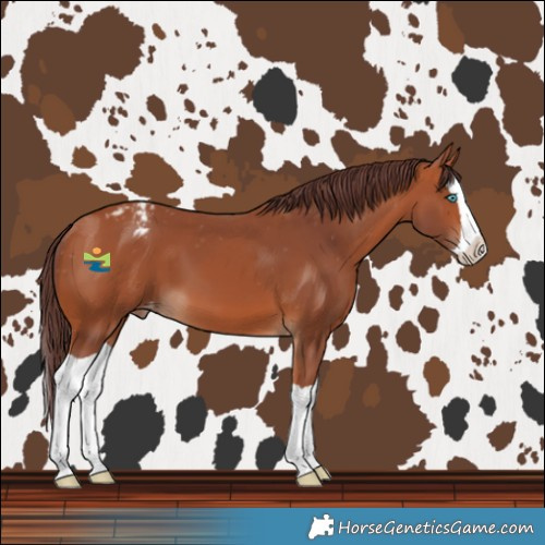 Horse Color:Chocolate Bay Splash Varnish 