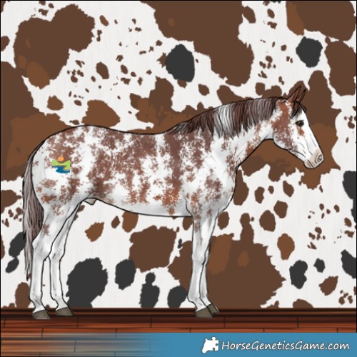 Horse Color:Chocolate Brown Sabino Splash Varnish 