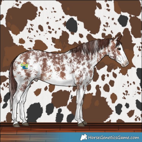 Horse Color:Chocolate Brown Sabino Splash Varnish 