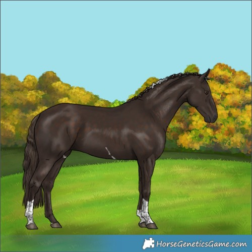 Horse Color:Liver Chestnut Tobiano 