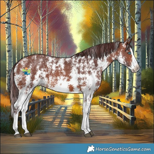 Horse Color:Chocolate Brown Sabino Splash Appaloosa 
