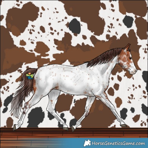 Horse Color:Chocolate Bay Sabino Splash Near Leopard 