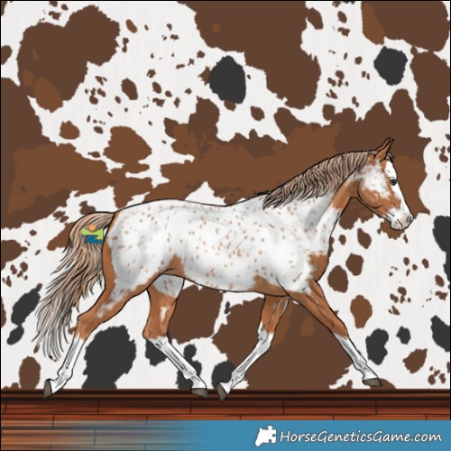 Horse Color:Chestnut Splash Near Leopard 
