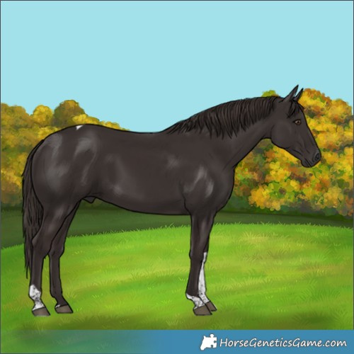 Horse Color:Liver Chestnut Tobiano 