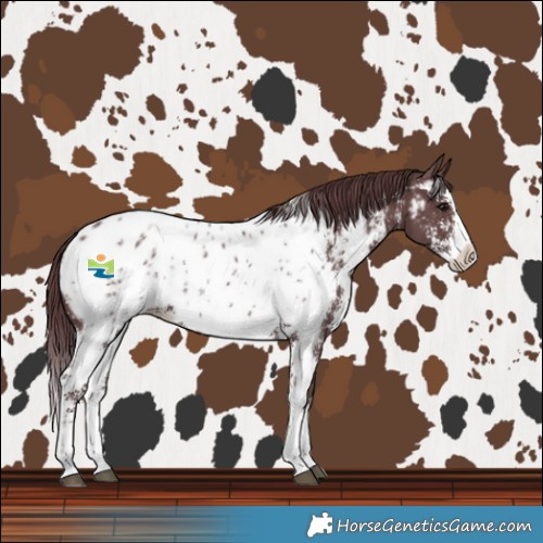 Horse Color:Chocolate Black Sabino Splash Near Leopard 