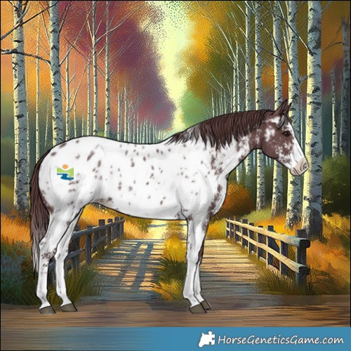 Horse Color:Chocolate Black Sabino Splash Appaloosa 