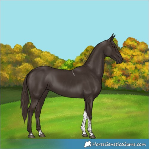 Horse Color:Liver Chestnut Tobiano 