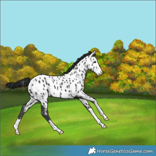 Horse Color:Black Appaloosa 