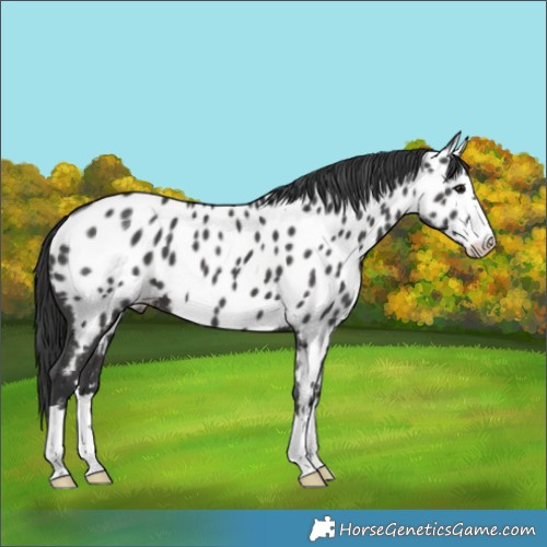Horse Color:Black Appaloosa 