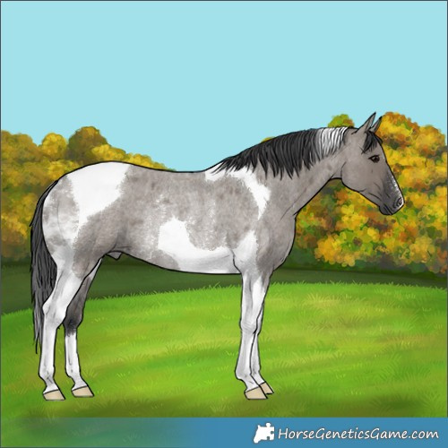 Horse Color:Grullo Roan Tobiano Rabicano