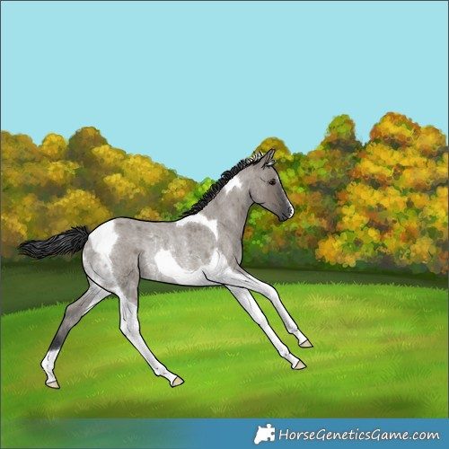 Horse Color:Grullo Roan Tobiano Rabicano 