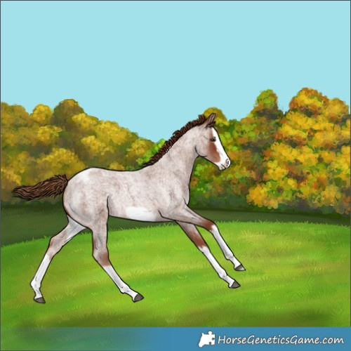 Horse Color:Red Roan Splash Frame Appaloosa Rabicano 