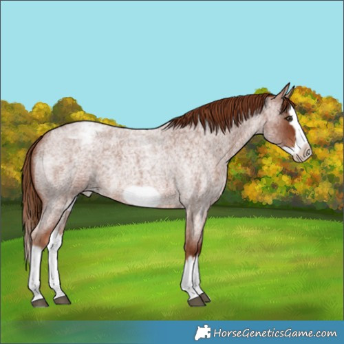 Horse Color:Red Roan Splash Frame Varnish Rabicano 