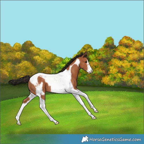 Horse Color:Bay Tobiano Frame 