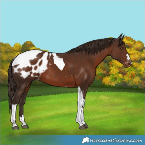 Horse Color:Liver Chestnut Tobiano Blanket 