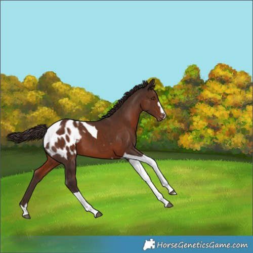 Horse Color:Liver Chestnut Tobiano Appaloosa 