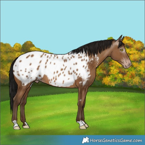 Horse Color:Gray Amber Champagne Near Leopard 