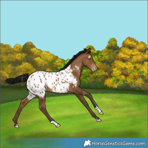 Horse Color:Gray Amber Champagne Appaloosa 